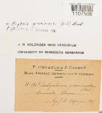 Bryhnia graminicolor image