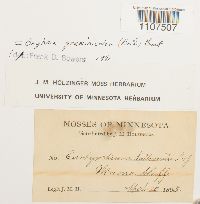 Bryhnia graminicolor image