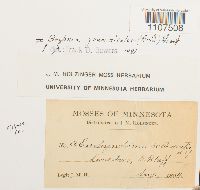 Bryhnia graminicolor image