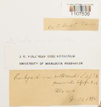 Bryhnia graminicolor image