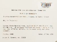 Bryhnia novae-angliae image