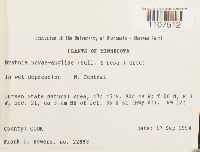 Bryhnia novae-angliae image