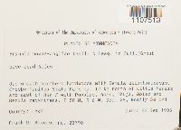 Bryhnia novae-angliae image