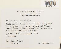 Bryhnia novae-angliae image