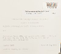 Bryhnia novae-angliae image