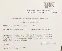 Bryhnia novae-angliae image