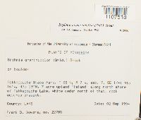 Bryhnia novae-angliae image