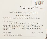 Bryhnia novae-angliae image