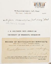 Bryhnia novae-angliae image