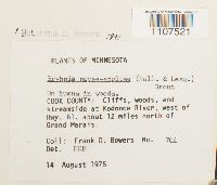 Bryhnia novae-angliae image