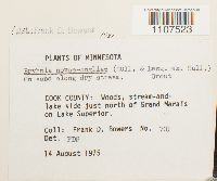 Bryhnia novae-angliae image