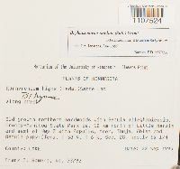 Bryhnia novae-angliae image