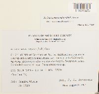 Bryhnia novae-angliae image