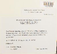 Bryhnia novae-angliae image