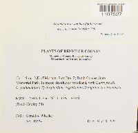 Bryhnia novae-angliae image