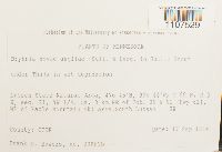 Bryhnia novae-angliae image