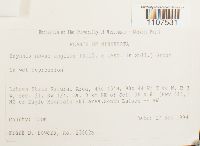 Bryhnia novae-angliae image