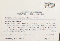 Bryhnia novae-angliae image