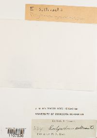 Bryhnia graminicolor image