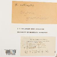 Bryhnia graminicolor image