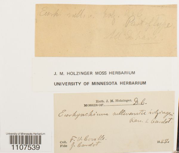 Bryhnia graminicolor image