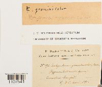 Bryhnia graminicolor image