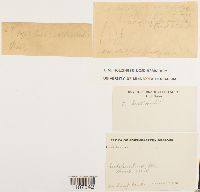 Bryhnia graminicolor image