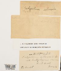 Bryhnia graminicolor image