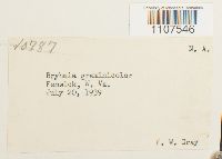 Bryhnia graminicolor image