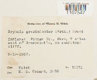 Bryhnia graminicolor image