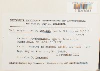 Bryhnia novae-angliae image