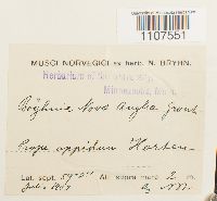 Bryhnia novae-angliae image