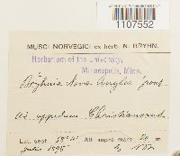 Bryhnia novae-angliae image