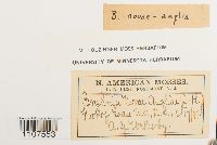 Bryhnia novae-angliae image