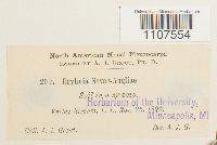 Bryhnia novae-angliae image