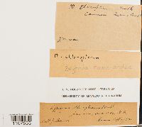 Bryhnia novae-angliae image