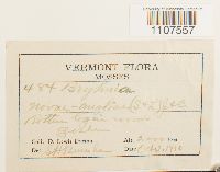 Bryhnia novae-angliae image