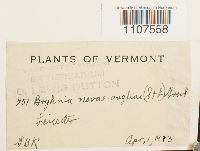 Bryhnia novae-angliae image