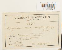 Bryhnia novae-angliae image