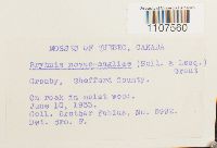 Bryhnia novae-angliae image