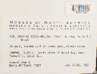 Bryhnia novae-angliae image