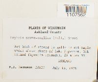 Bryhnia novae-angliae image