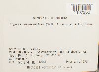 Bryhnia novae-angliae image