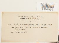 Bryhnia novae-angliae image