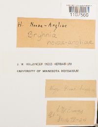 Bryhnia novae-angliae image