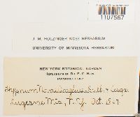 Bryhnia novae-angliae image