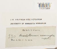 Bryhnia novae-angliae image