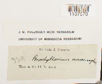 Bryhnia novae-angliae image