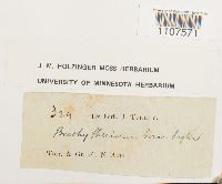 Bryhnia novae-angliae image