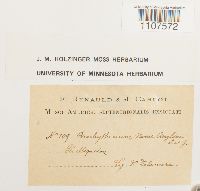 Bryhnia novae-angliae image